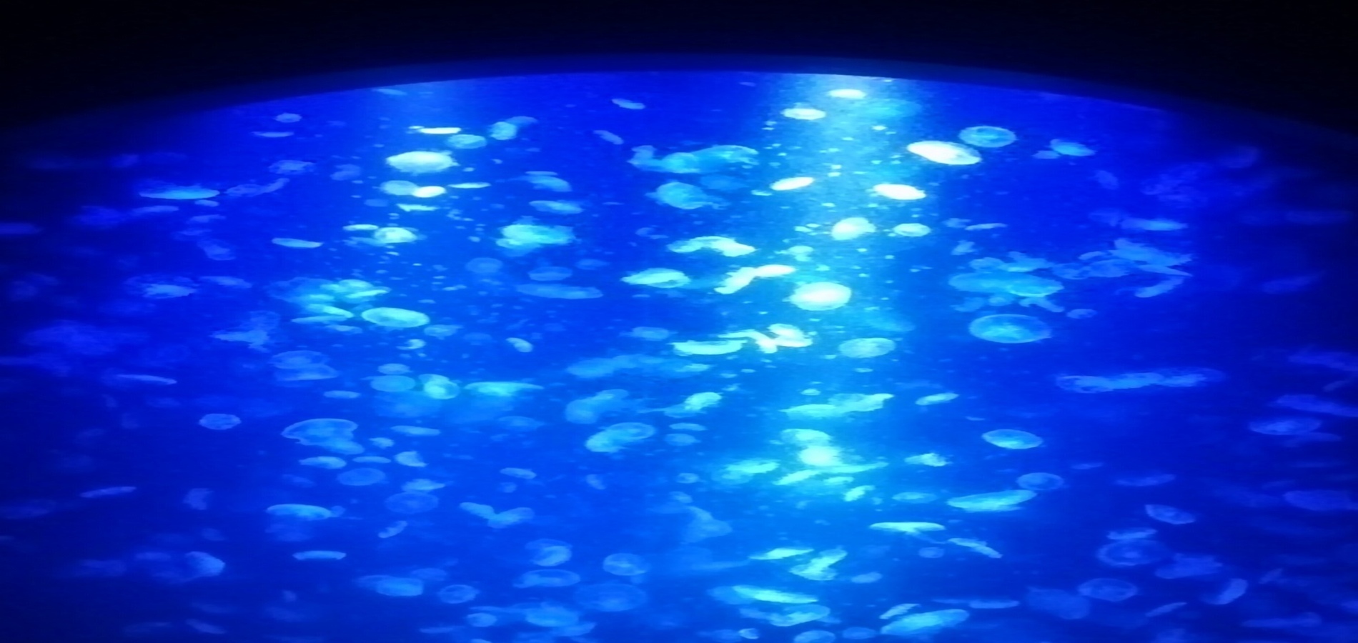 官公署許認可申請